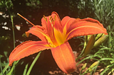i held a flower against a setting sun
Orange petals like fire burn brighter against the dying…