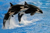 A New Study Suggests Orcas Are Actually Three Different Species
