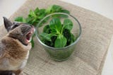 Can Rabbits Eat Lambs Lettuce?