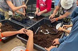 A table covered with low plastic tubs of potting soil and six sets of hands and arms working in the soil