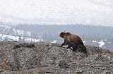 ursa e filhotes maternidade