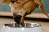 What You Need to Know About Hungry Bark’s Dog Food