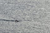 A lone swimmer in the sea