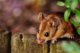Affordable Mouse Exterminator in Ottawa: Quick and Efficient Service