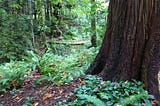 Forest with redwoods and ferns