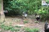 Can You Win At the South Carolina Anderson Winter Bantam Poultry Show?