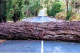 downed tree across a road