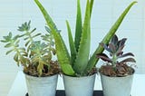 Why Buying Indoor Plants Online Really Works?