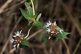 Possible horizontal gene transfer: Virectaria stellata (Sabiceeae-Rubiaceae), a new sandstone cliff…