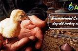 Recommended Care for day-old Turkey chicks — AQAI