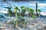 ​Protecting Your Plants from Winter Freezing