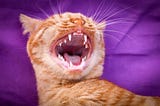 New Dental Tips for Your Cat and Dog for Strong Teeth