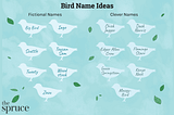 What are Some Good Names for Budgies? Unique & Fun Ideas