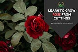 HOW TO GROW ROSE FROM CUTTINGS? Follow these easy steps!