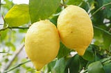 How to Care for Your Lemon Tree