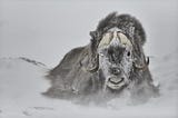 MUSK OXEN PICTURES