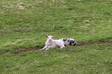 Newborn Lambs Over a Bite to Eat