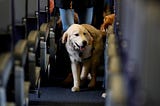 Delta Air Lines Tightens Rules for Service and Support Animals