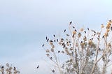 Cormorants’ tree