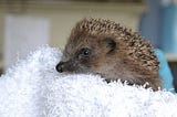 Hedgehogs Are Under Threat; They Need Our Help!