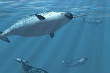 Forget unicorns — it’s all about the narwhal