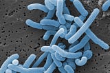 Olympian Gut Microbe Improves Exercise Performance