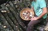 Growing Shiitake Mushrooms