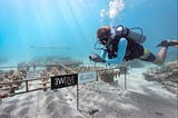 How to Choose a Dive Centre that Practices Sustainable Scuba Diving