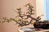 Western Red Cedar Bonsai : Sculpting Nature’s Beauty