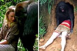 One Touch, and the Gorilla’s Unbelievable Reaction Took Everyone by Surprise