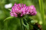 THE AMAZING BENEFITS OF RED CLOVER