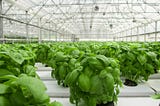 Hydroponics will help end world hunger!!