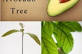 How To Plant An Avocado Tree