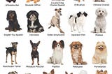 Dog Breed Classification