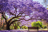 What are Jacaranda Trees: Nature’s Lavish Purple-Blue Flowering Showstopper — What People Also Ask?