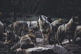 Redefining Leadership in the Wilderness
