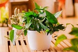 Baltic Blue Pothos: A Unique and Gorgeous Addition to Your House Plant Collection