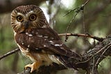 The Tiny Owl Who Came to Visit the Big Apple Is ‘A Christmas Miracle’