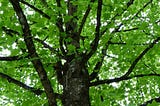 Tulip Tree Information, Problems, and Care