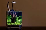 Creating a Nano Shrimp Tank Aquascape in a Jar without a Filter and CO2