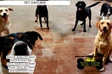 Pet Daycare — Sonoran Desert Pet Resort