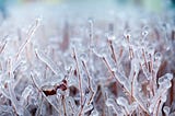 Harnessing the Magic of January: Manifest Your Desires