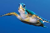 No, turtles do not have special breathing apparatus.