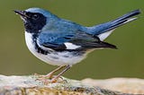 Black-throated Blue Warblers — Analysis of Breeding Success and Population