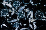 Antibiotic Resistance Genes: The Ocean’s Microscopic Hitchhikers