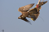 Death of a Falcon