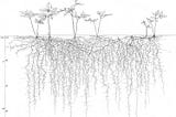 A black and white scientific drawing of a 6 plant root system, showing the plants above ground and their tangled roots below the surface.