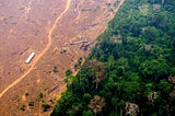 Deforestation: A Looming Environmental Crisis