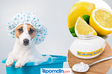 Home remedies for killing fleas on dogs