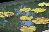 Lily Pads at Duke Gardens — Photo by Author